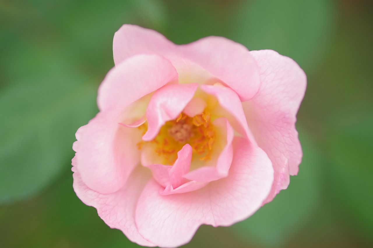 群馬県前橋市の敷島公園のバラ園の花々