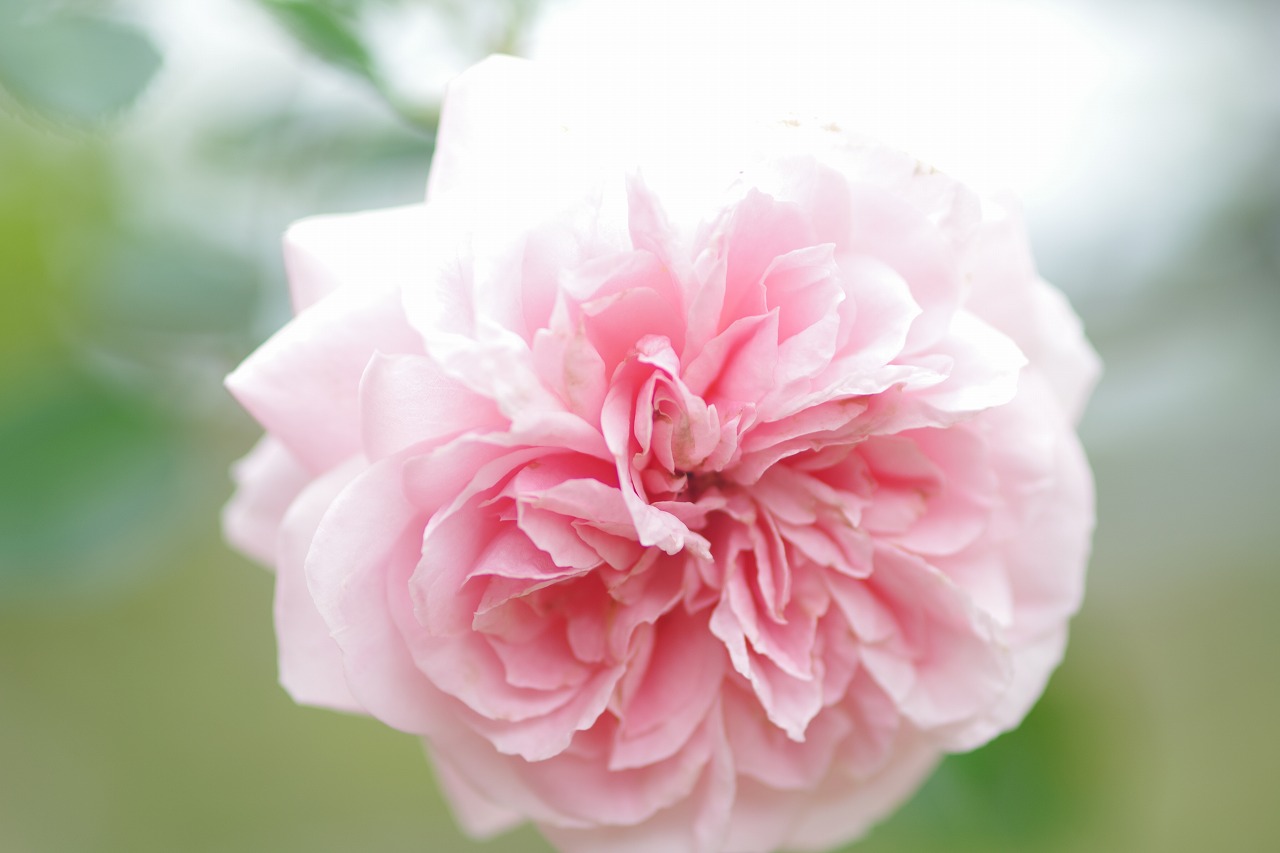 群馬県前橋市の敷島公園のバラ園の花々