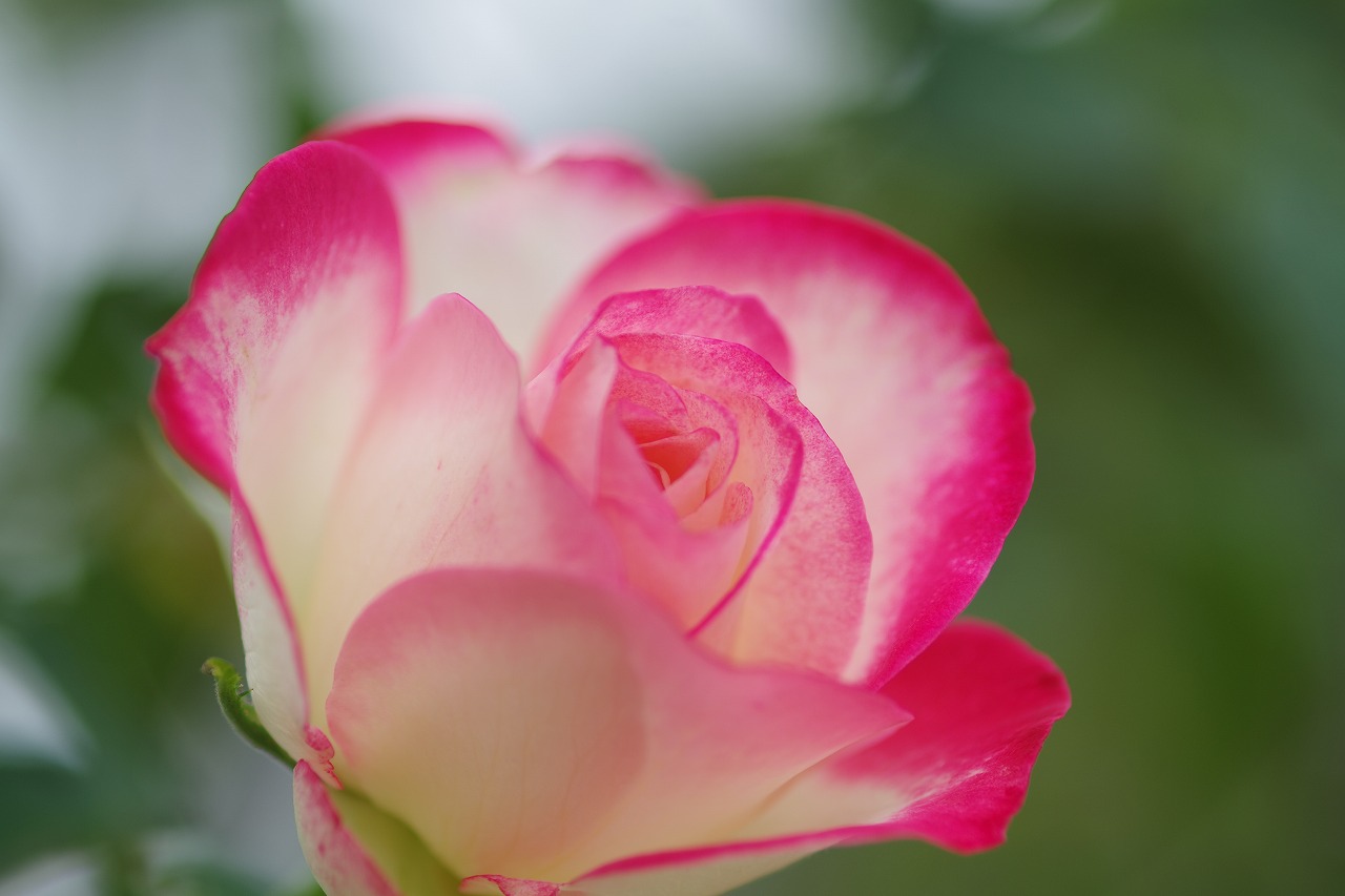 群馬県前橋市の敷島公園のバラ園の花々