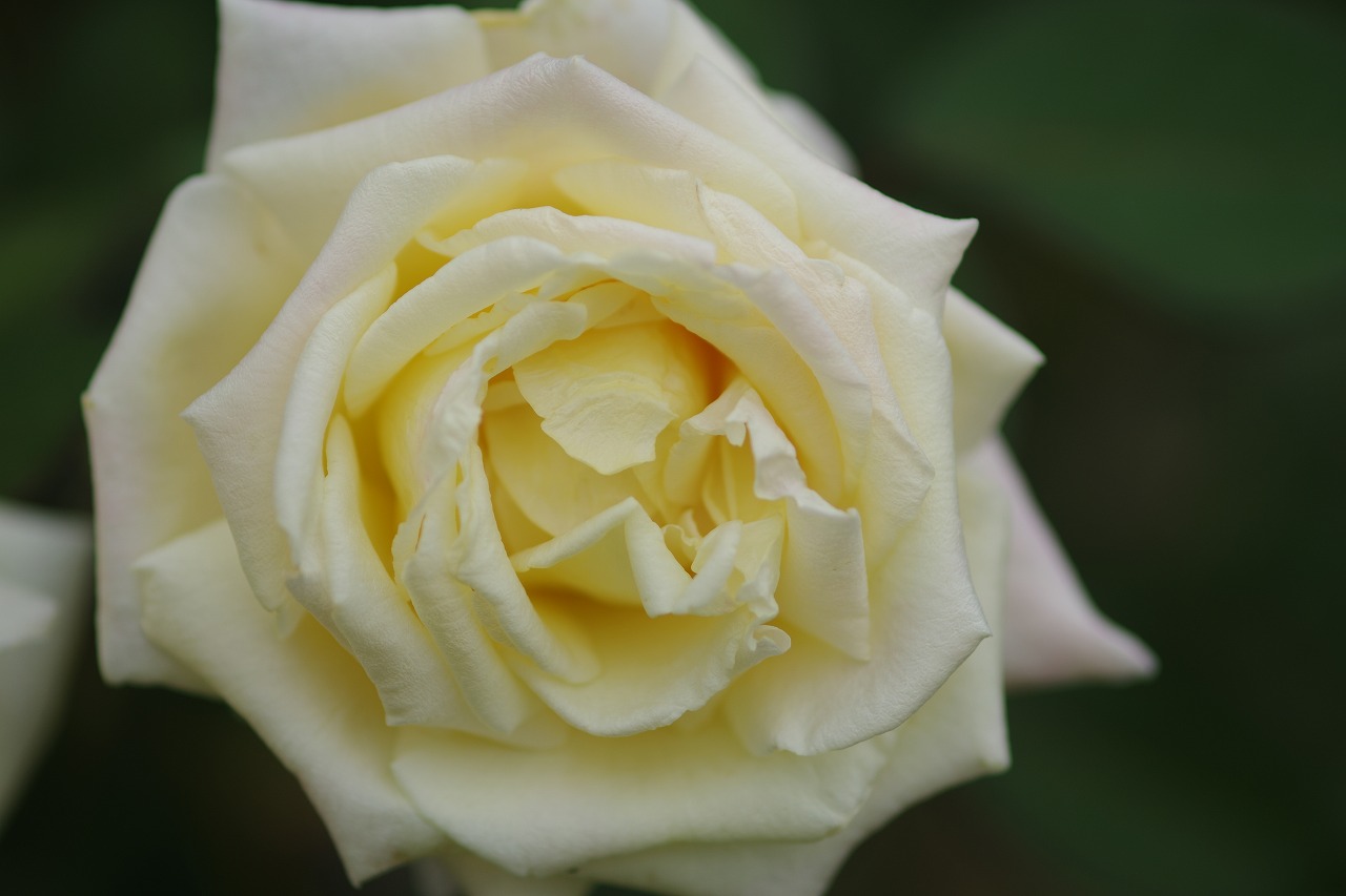 群馬県前橋市の敷島公園のバラ園の花々