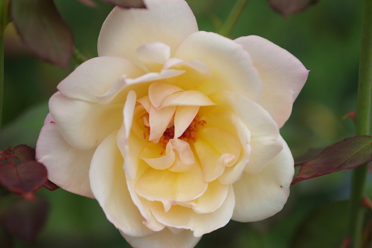 群馬県前橋市の敷島公園のバラ園の花々