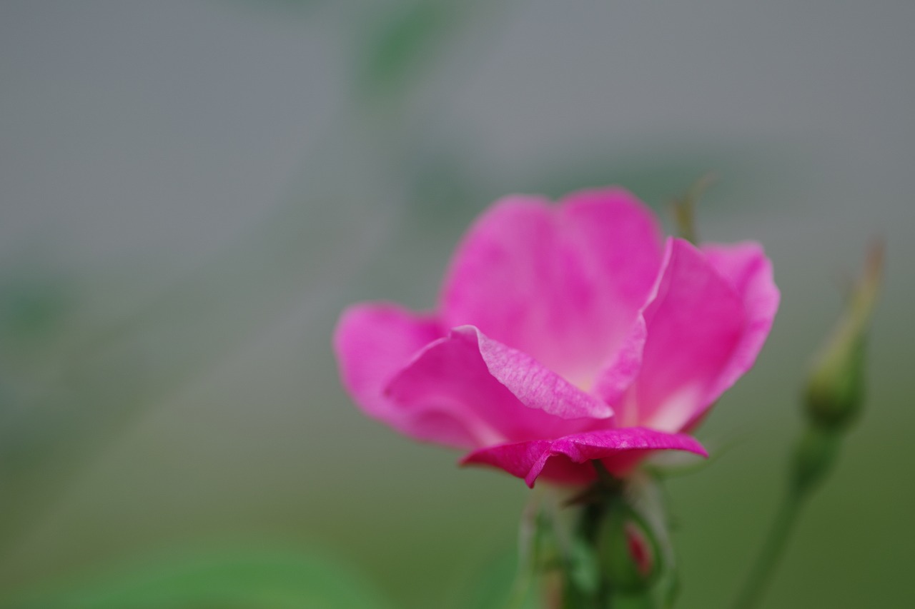 群馬県前橋市の敷島公園のバラ園の花々