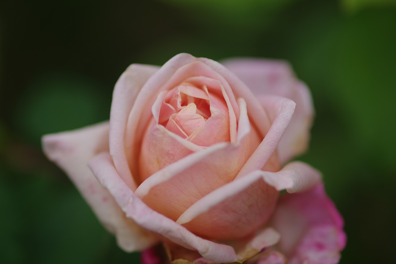 群馬県前橋市の敷島公園のバラ園の花々