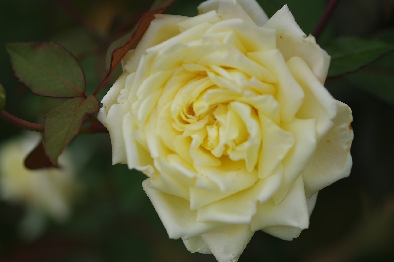 群馬県前橋市の敷島公園のバラ園の花々