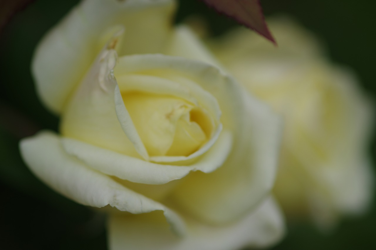 群馬県前橋市の敷島公園のバラ園の花々