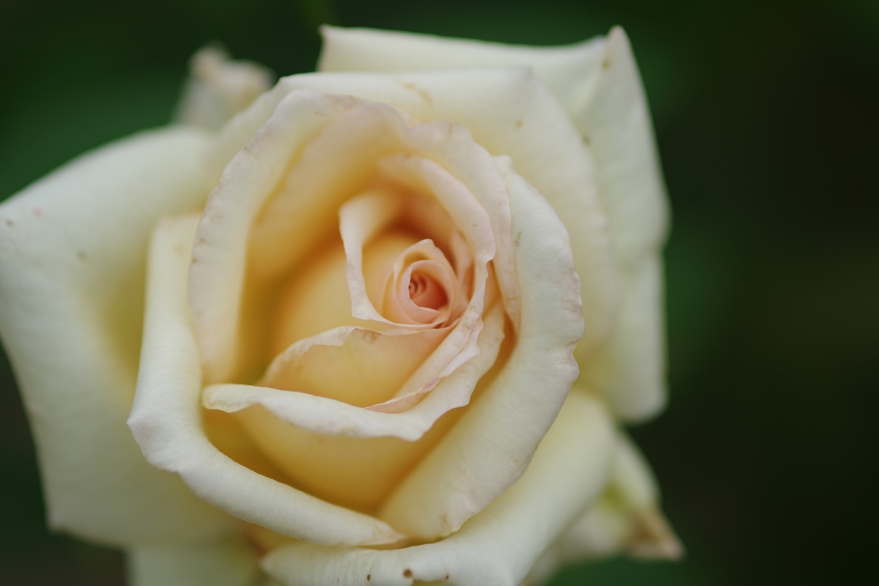 群馬県前橋市の敷島公園のバラ園の花々