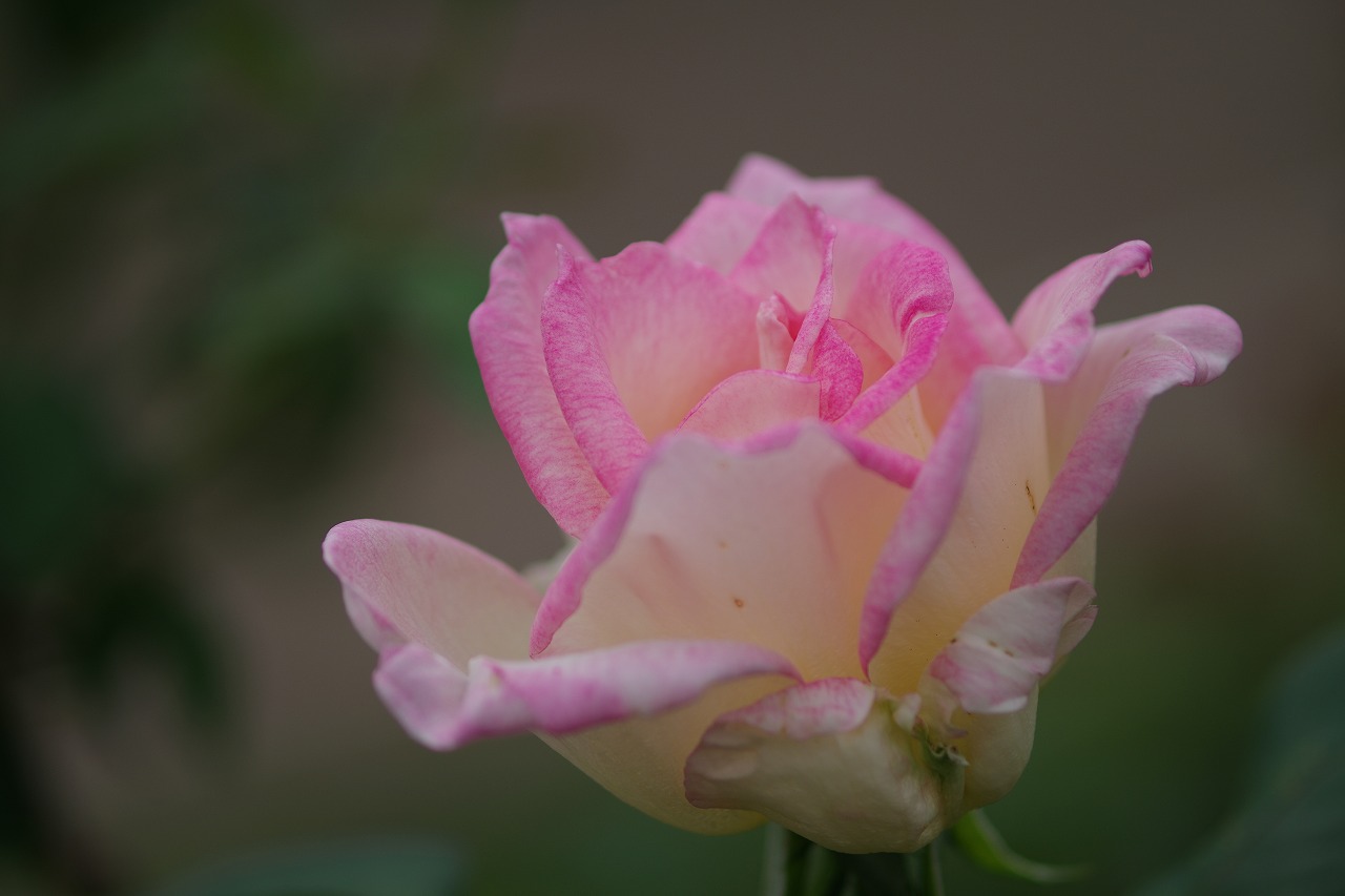 群馬県前橋市の敷島公園のバラ園の花々