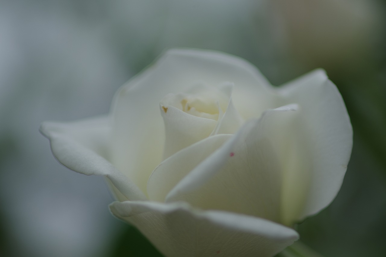 群馬県前橋市の敷島公園のバラ園の花々