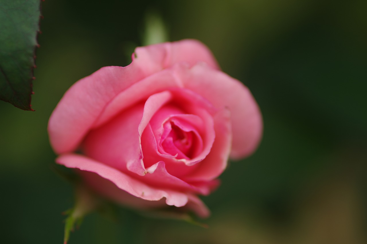 群馬県前橋市の敷島公園のバラ園の花々