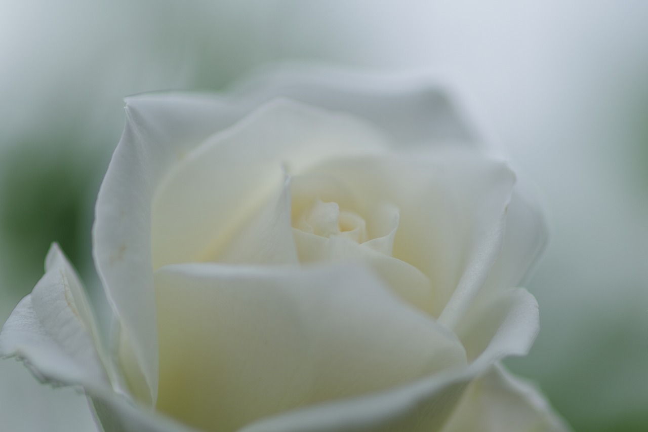 群馬県前橋市の敷島公園のバラ園の花々