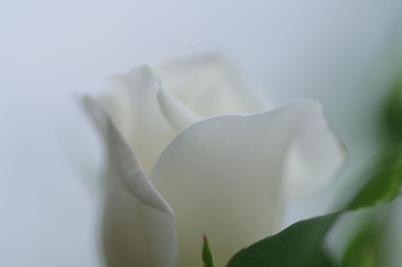 群馬県前橋市の敷島公園のバラ園の花々