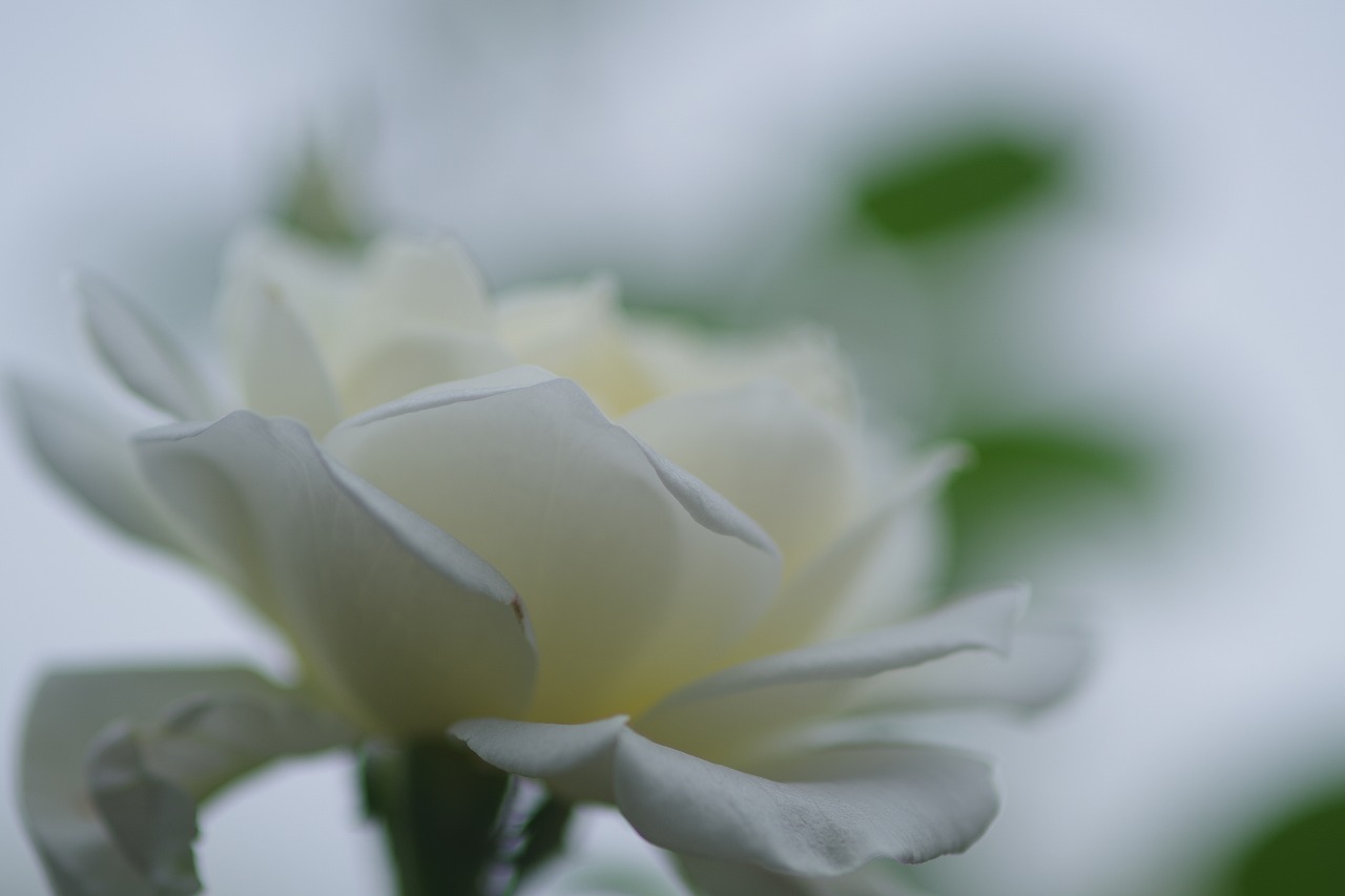 群馬県前橋市の敷島公園のバラ園の花々