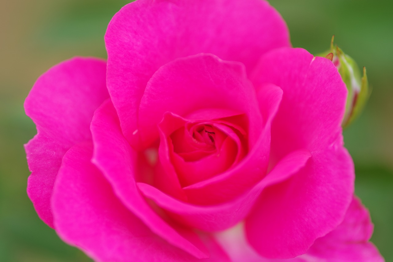 群馬県前橋市の敷島公園のバラ園の花々