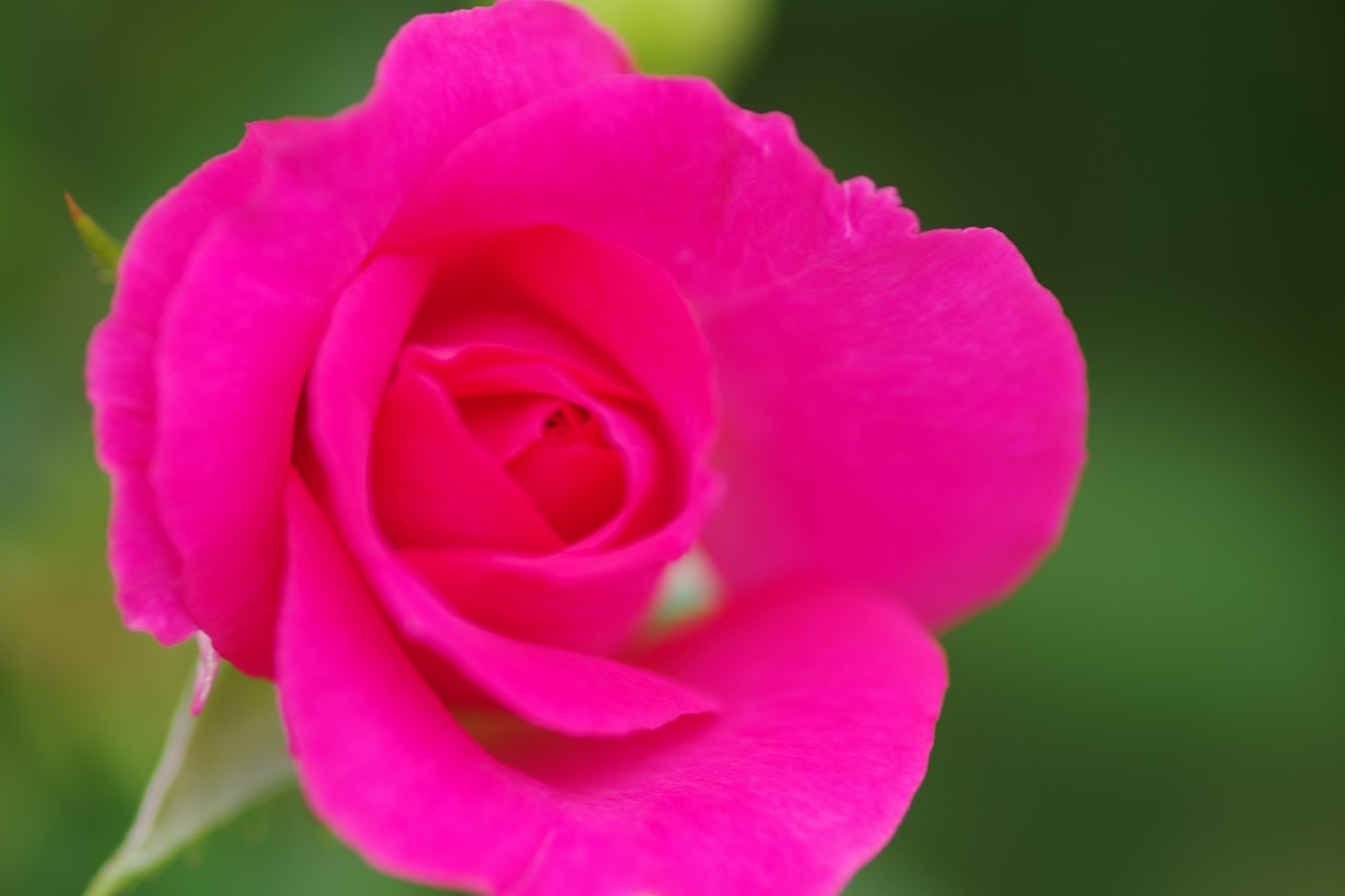 群馬県前橋市の敷島公園のバラ園の花々