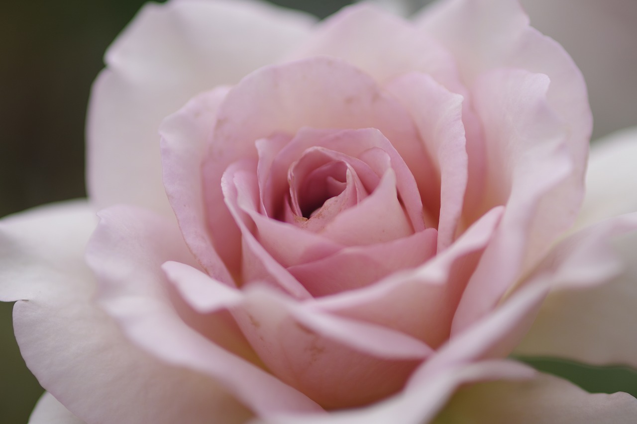 群馬県前橋市の敷島公園のバラ園の花々