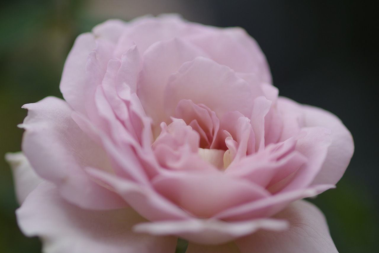 群馬県前橋市の敷島公園のバラ園の花々