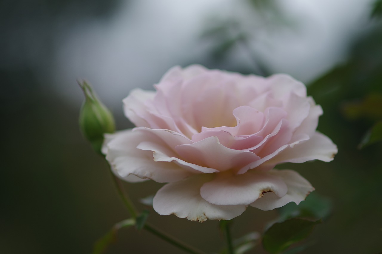 群馬県前橋市の敷島公園のバラ園の花々