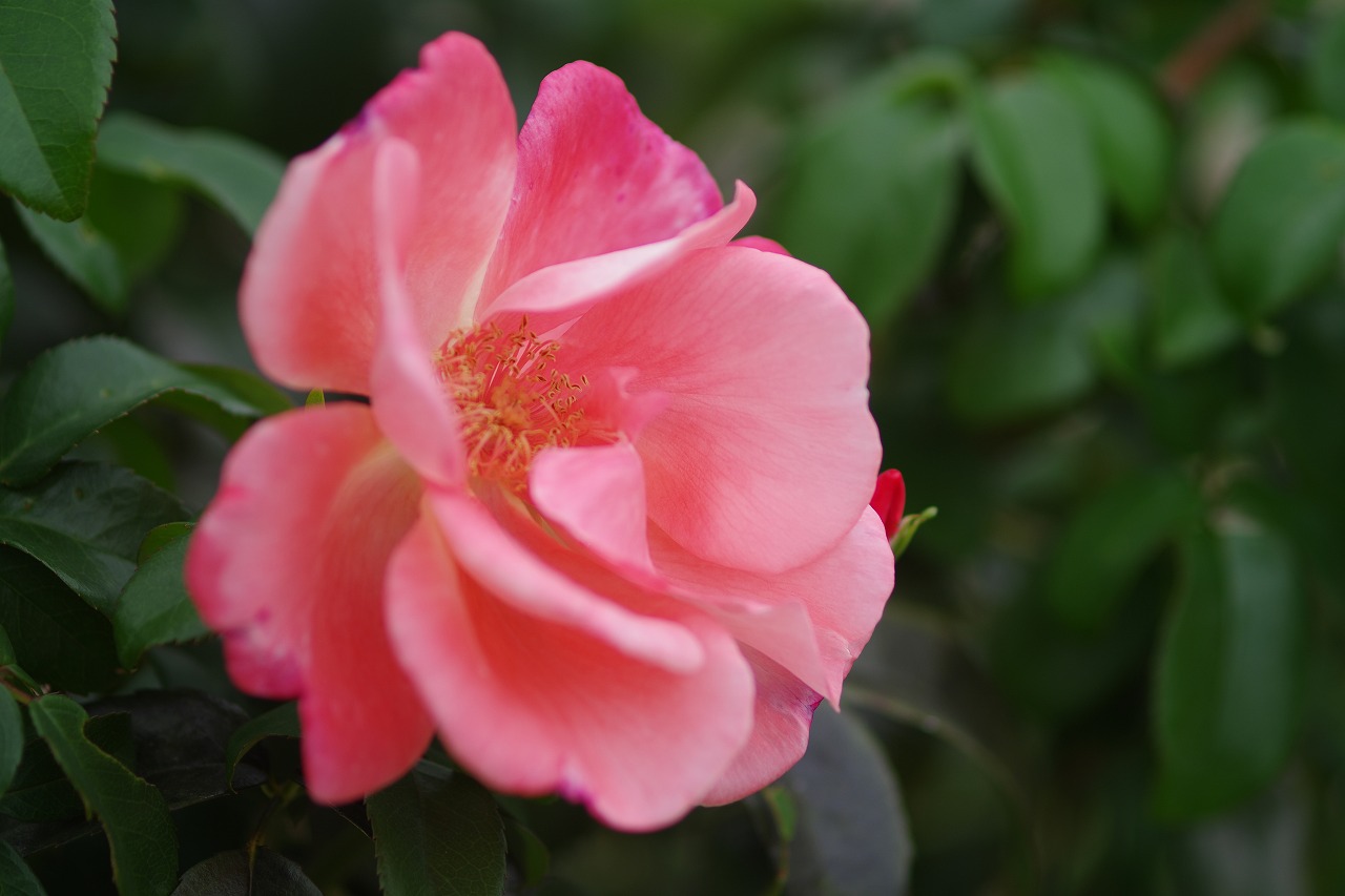 群馬県前橋市の敷島公園のバラ園の花々