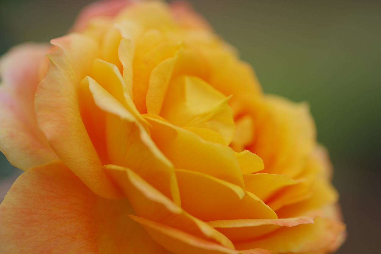 群馬県前橋市の敷島公園のバラ園の花々