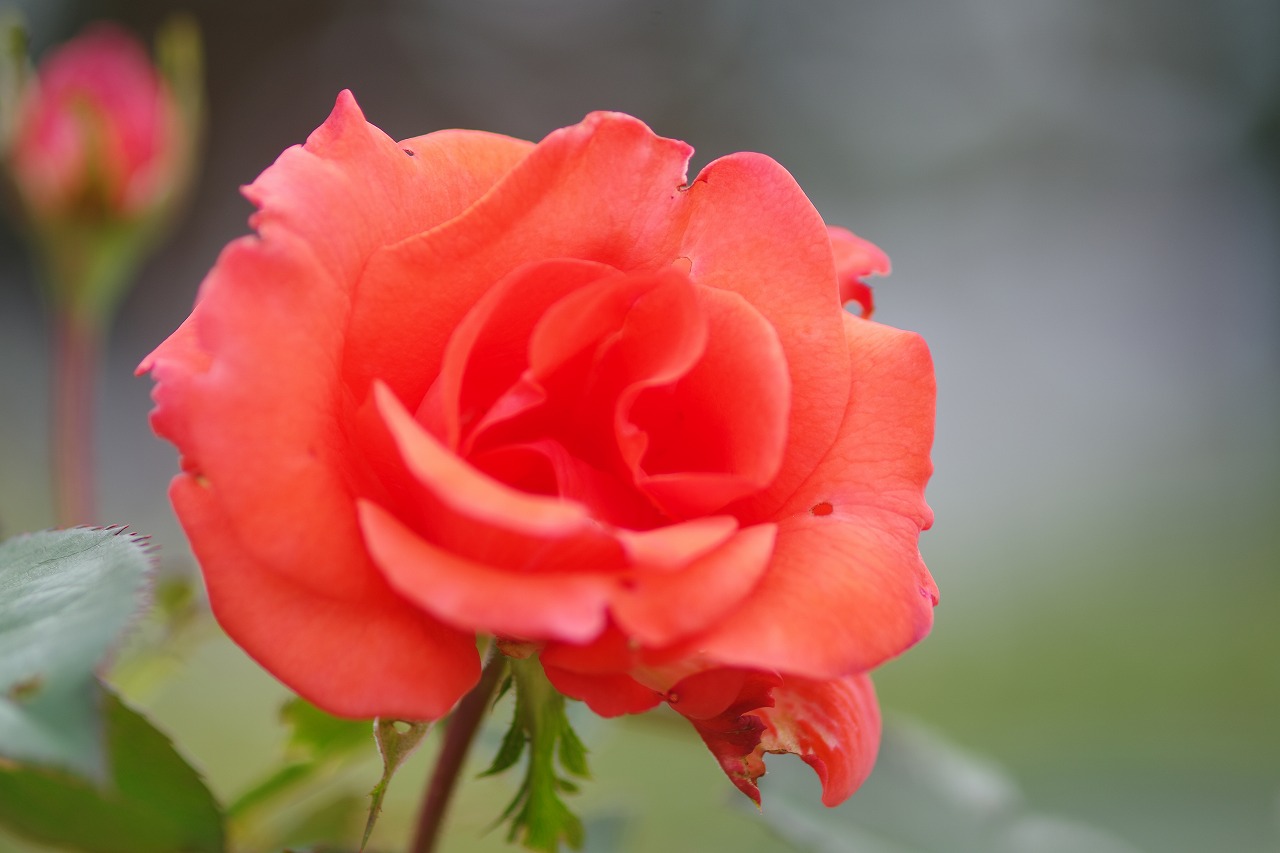 群馬県前橋市の敷島公園のバラ園の花々