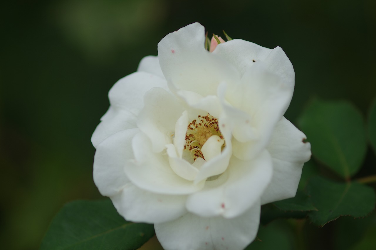 群馬県前橋市の敷島公園のバラ園の花々