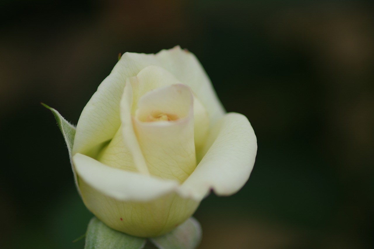 群馬県前橋市の敷島公園のバラ園の花々