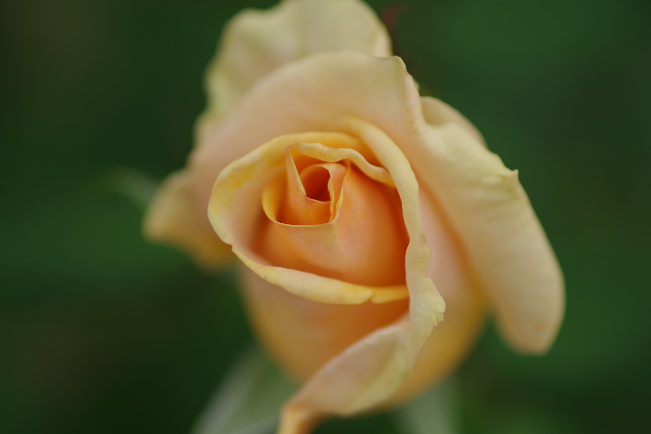 群馬県前橋市の敷島公園のバラ園の花々