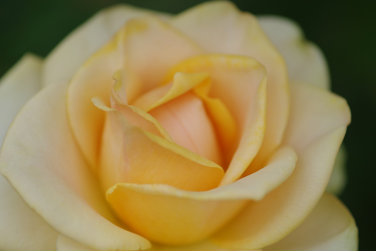 群馬県前橋市の敷島公園のバラ園の花々