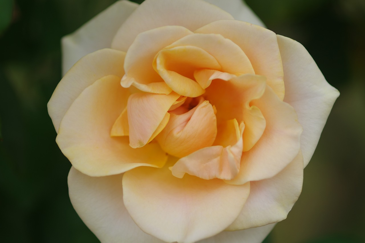 群馬県前橋市の敷島公園のバラ園の花々