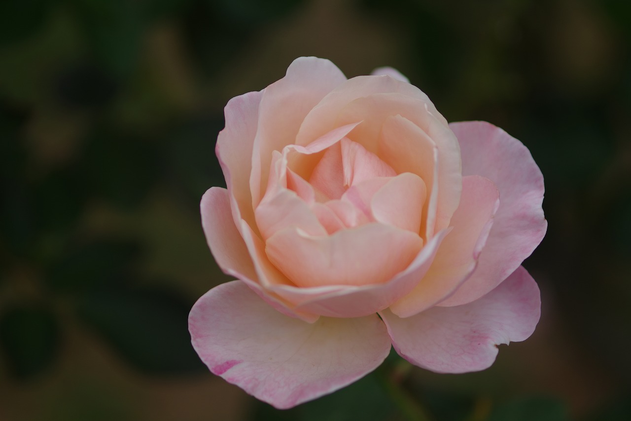 群馬県前橋市の敷島公園のバラ園の花々