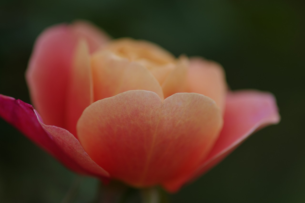 群馬県前橋市の敷島公園のバラ園の花々