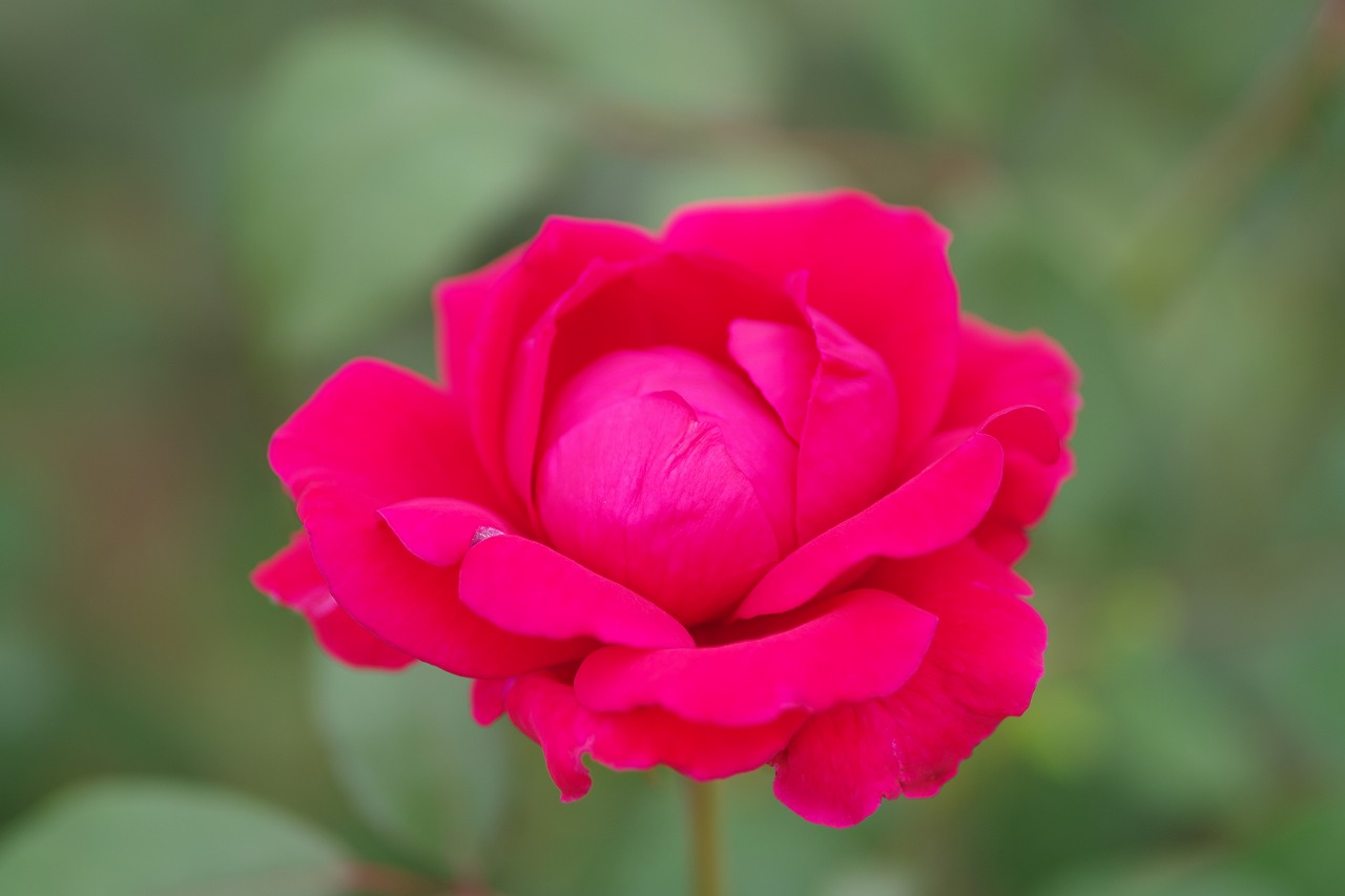 群馬県前橋市の敷島公園のバラ園の花々