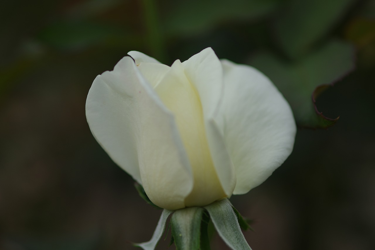 群馬県前橋市の敷島公園のバラ園の花々