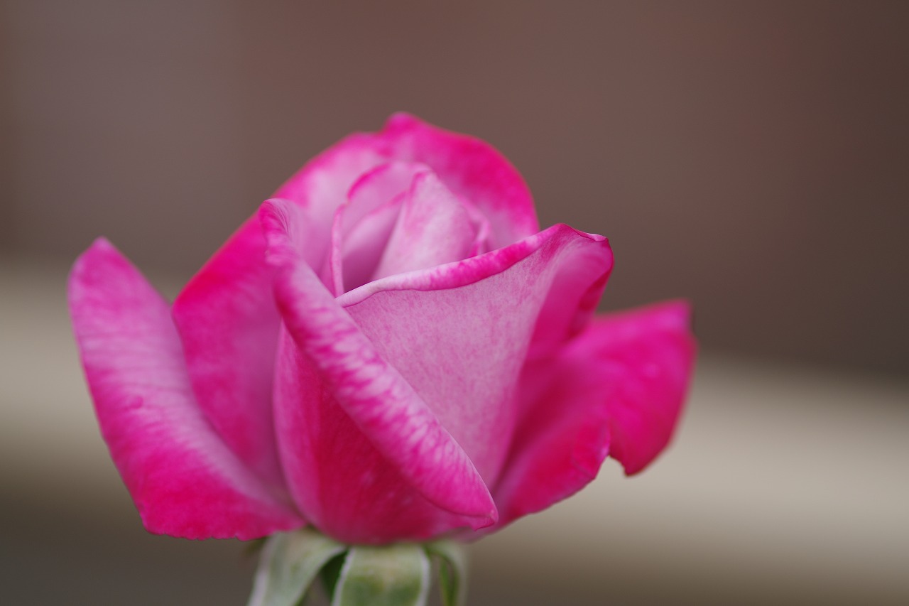 群馬県前橋市の敷島公園のバラ園の花々