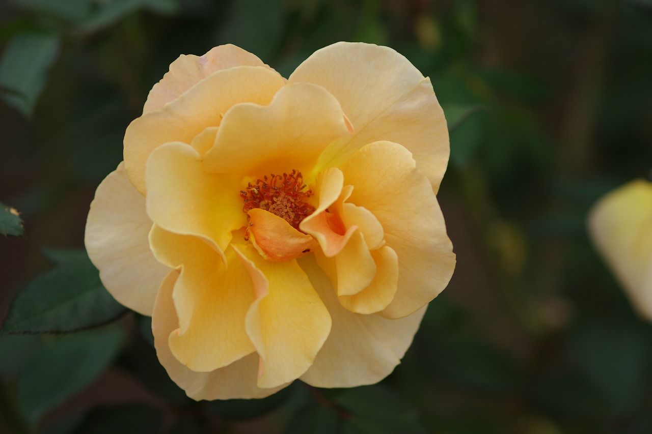 群馬県前橋市の敷島公園のバラ園の花々