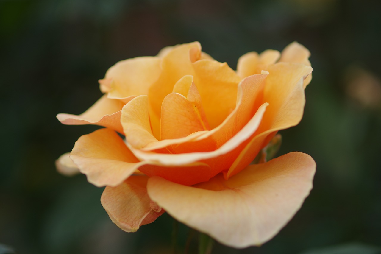群馬県前橋市の敷島公園のバラ園の花々