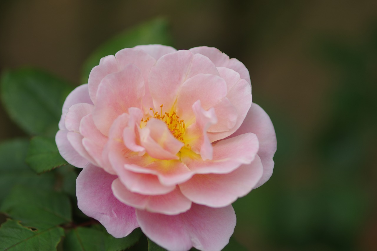 群馬県前橋市の敷島公園のバラ園の花々