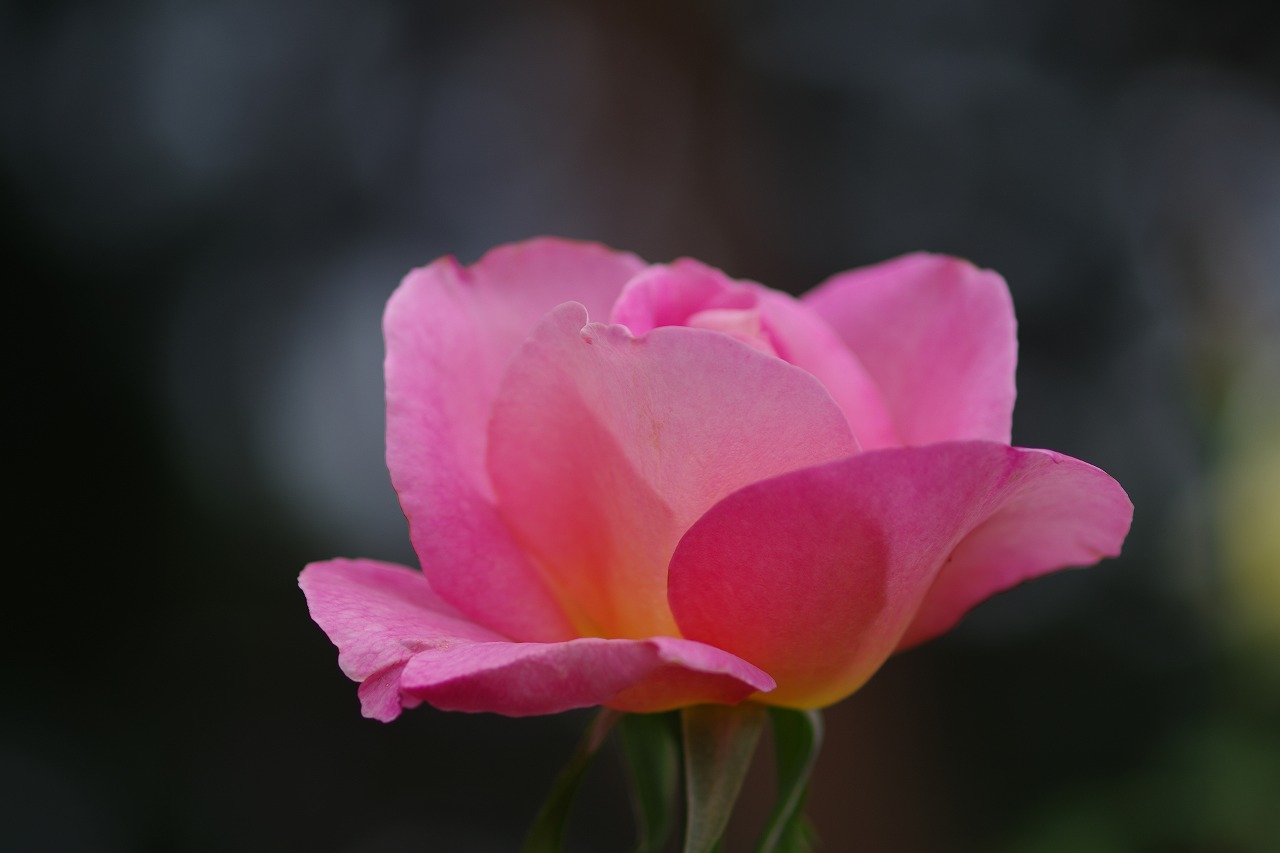 群馬県前橋市の敷島公園のバラ園の花々
