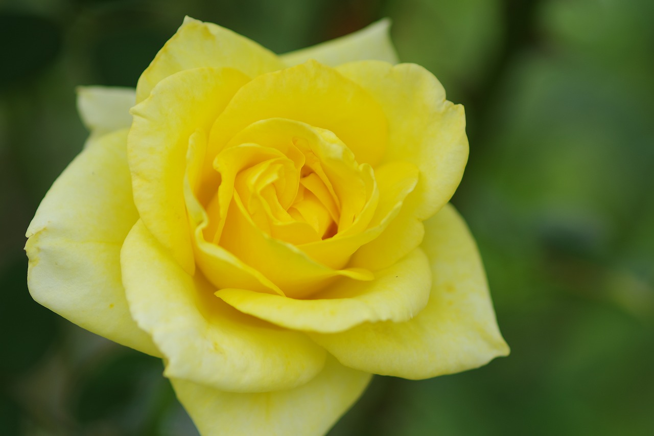 群馬県前橋市の敷島公園のバラ園の花々
