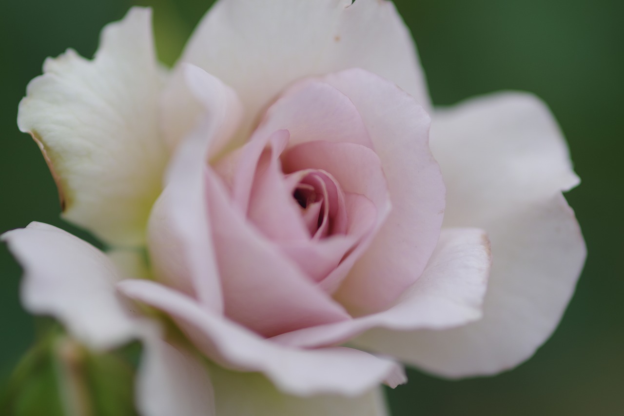 群馬県前橋市の敷島公園のバラ園の花々