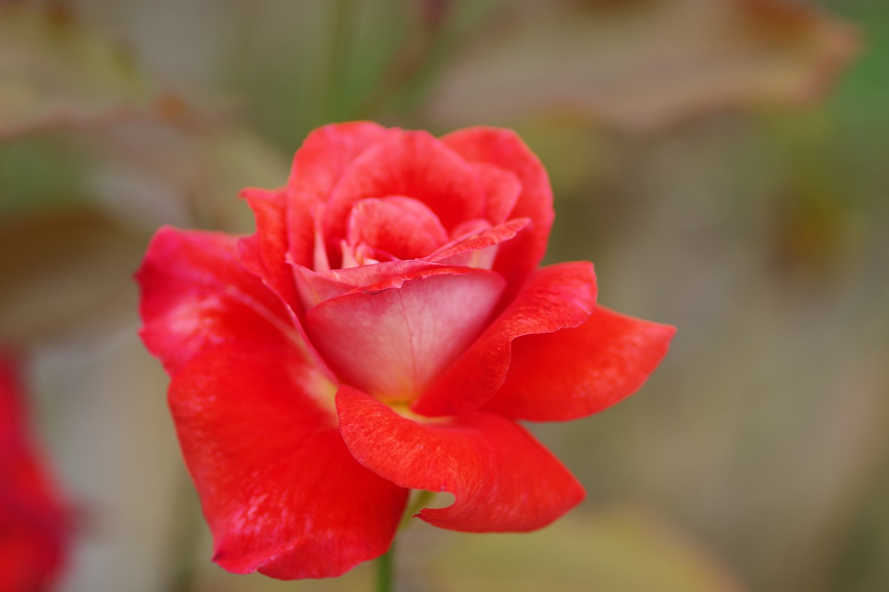 群馬県前橋市の敷島公園のバラ園の花々