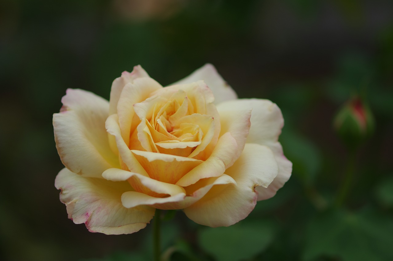 群馬県前橋市の敷島公園のバラ園の花々