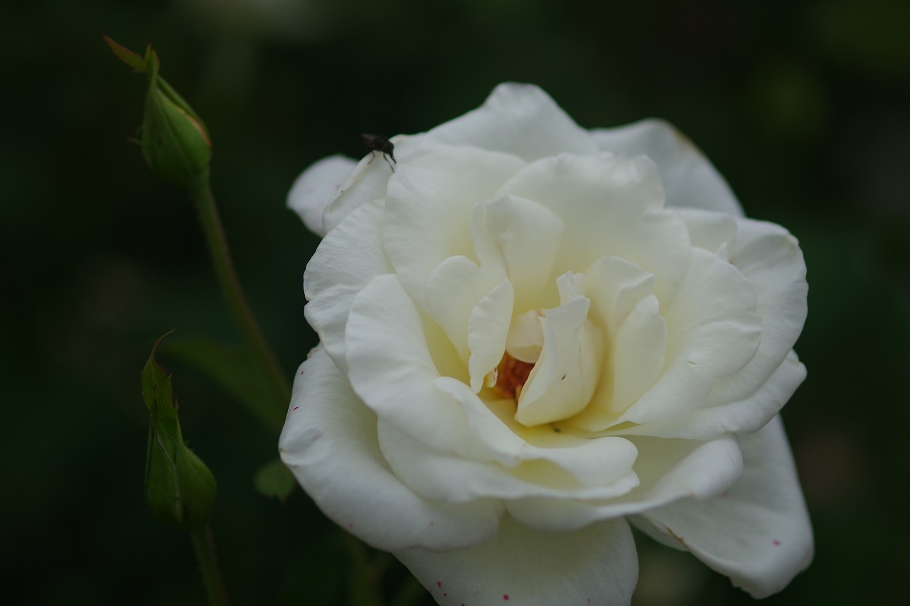 群馬県前橋市の敷島公園のバラ園の花々