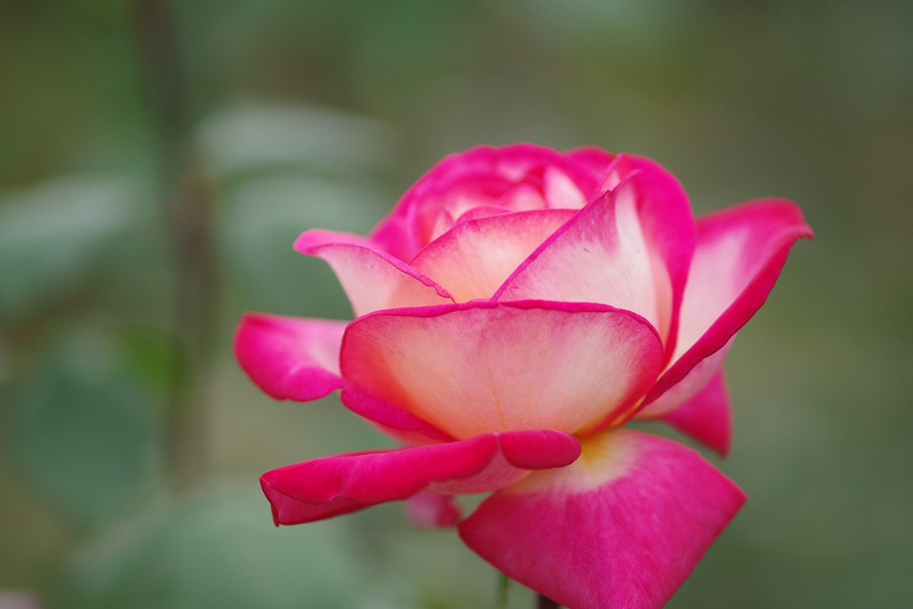 群馬県前橋市の敷島公園のバラ園の花々