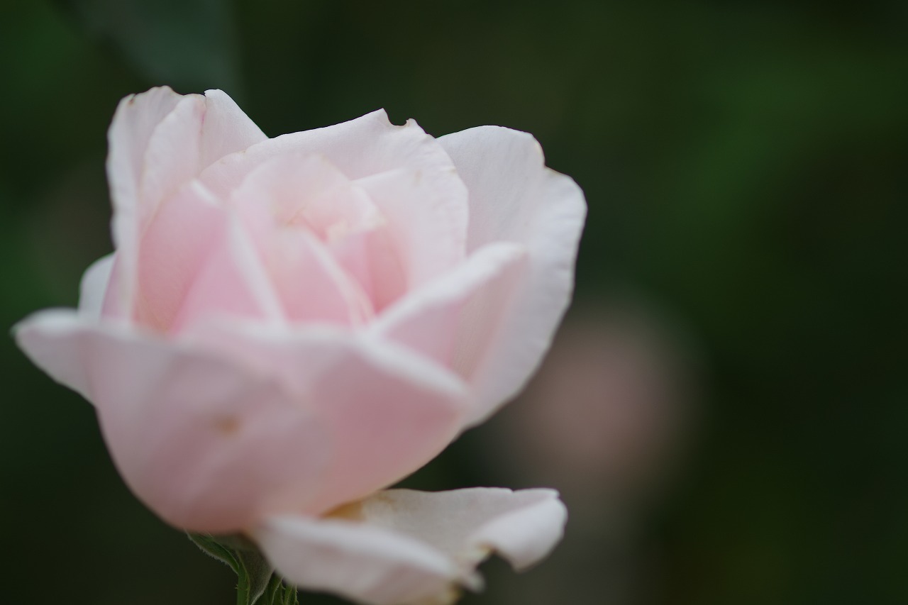 群馬県前橋市の敷島公園のバラ園の花々