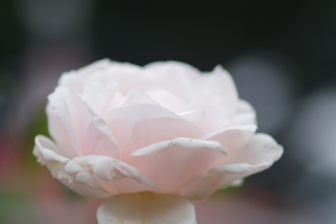 群馬県前橋市の敷島公園のバラ園の花々
