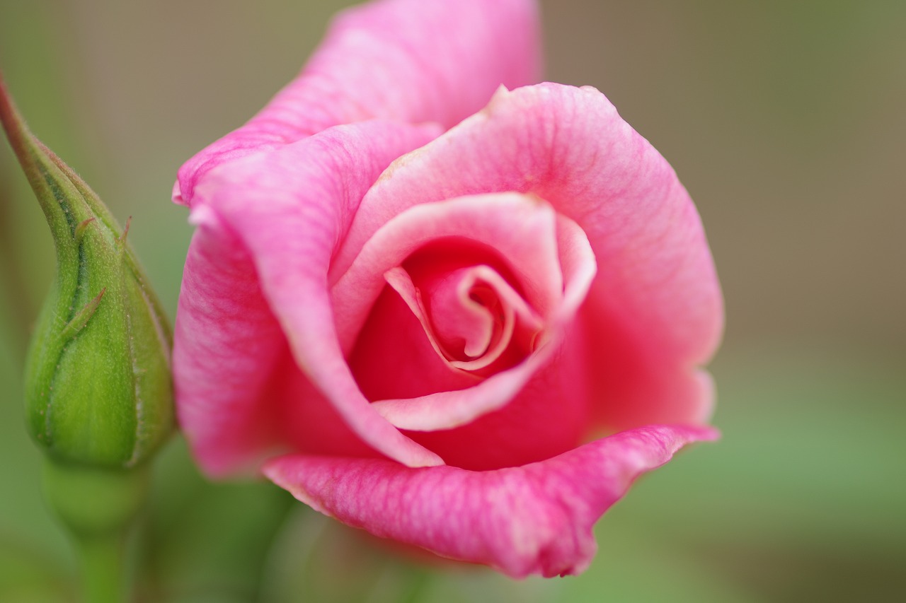 群馬県前橋市の敷島公園のバラ園の花々