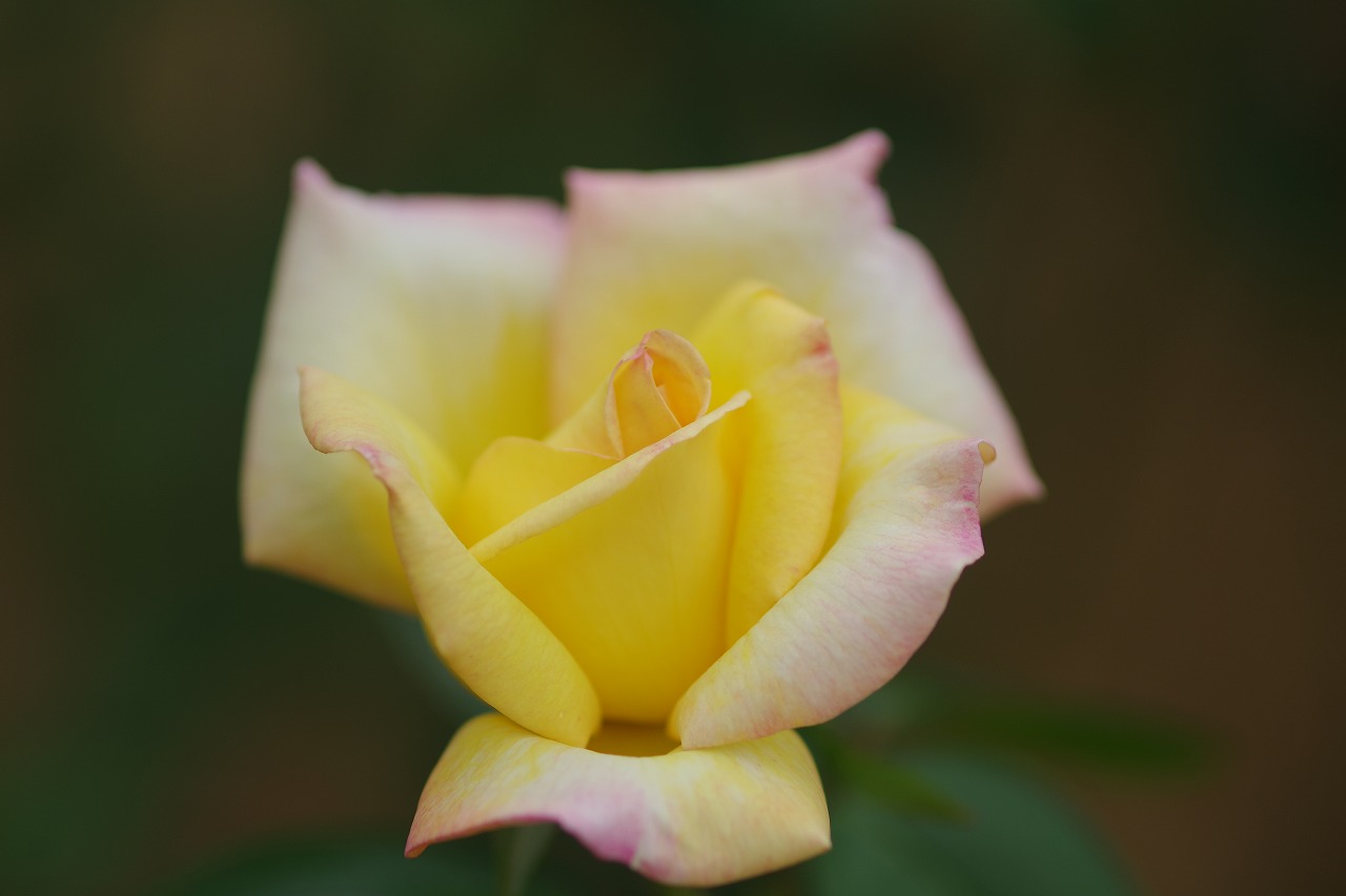 群馬県前橋市の敷島公園のバラ園の花々