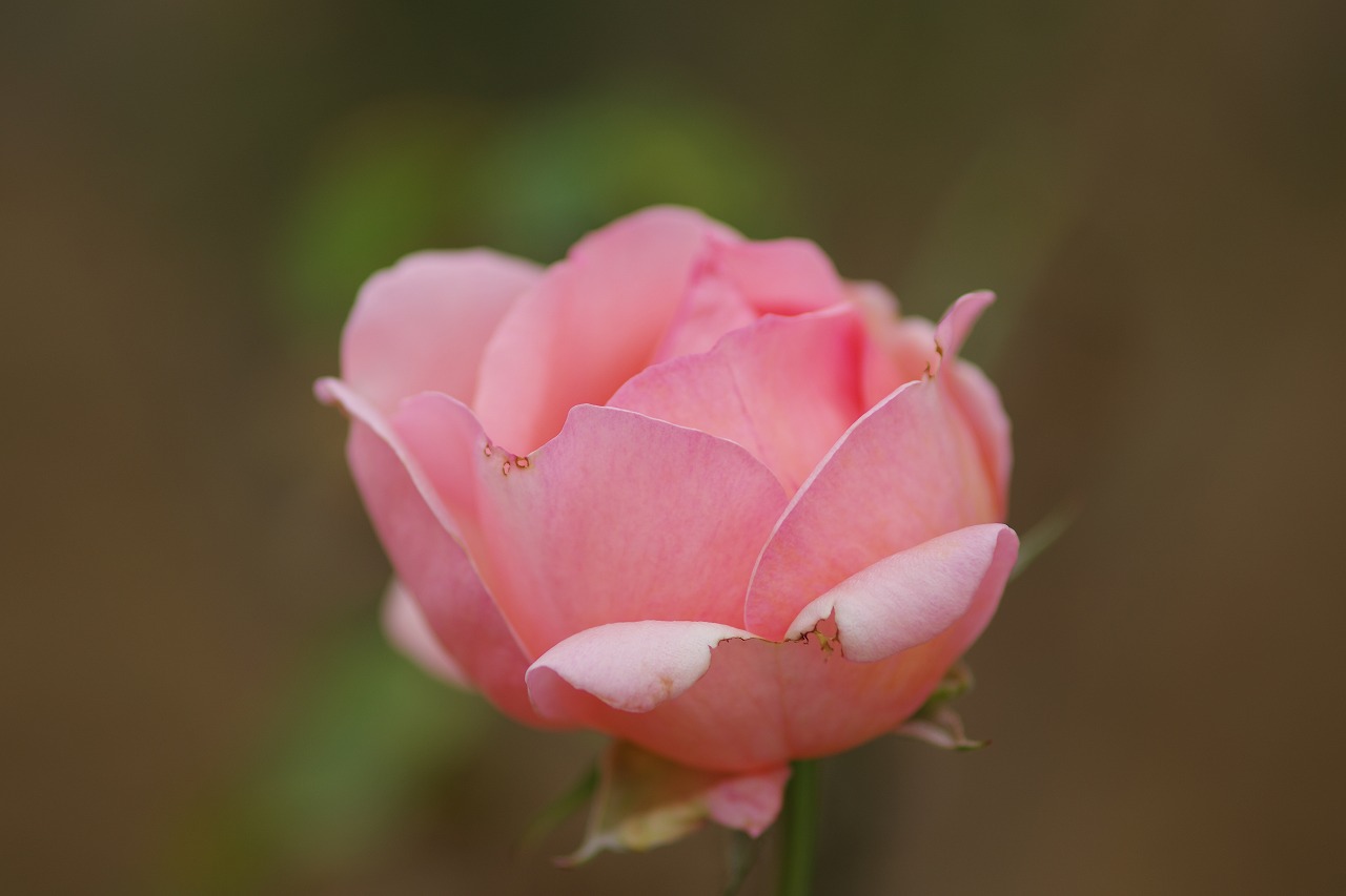 群馬県前橋市の敷島公園のバラ園の花々