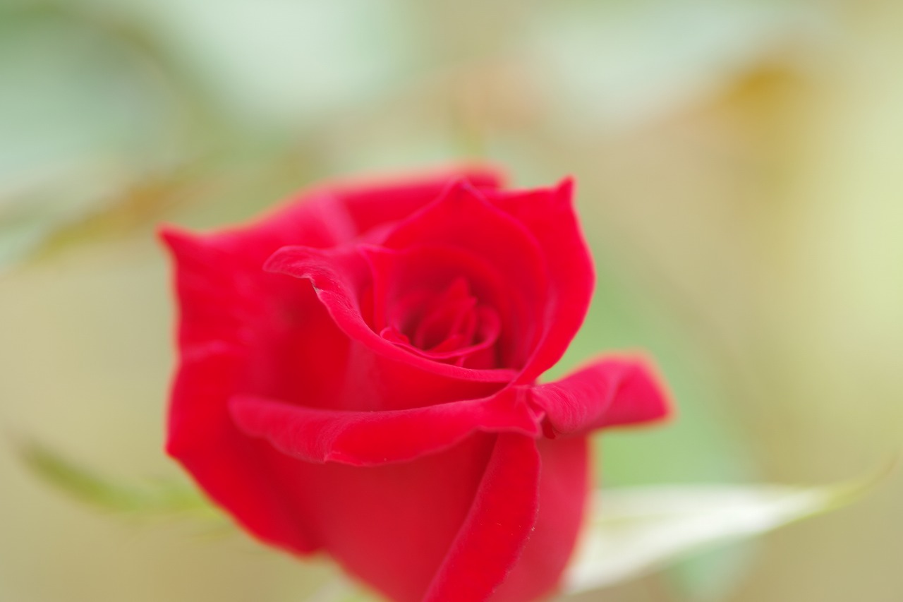 群馬県前橋市の敷島公園のバラ園の花々